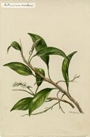 Anthurium scandens
