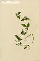 Metastelma parviflorum