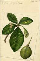 Enallagma latifolia