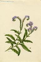 Heliotropium amplexicaule