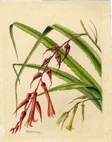 Pitcairnia angustifolia