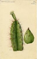 Leptocereus quadricostatus