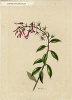Lobelia rotundifolia