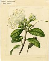 Capparis portoricensis
