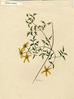 Bidens urbanii