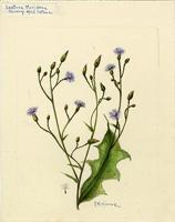 Lactuca floridana