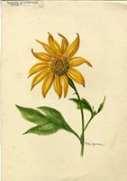 Tithonia diversifolia