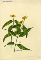 Wedelia reticulata