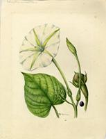 Calonyction aculeatum