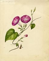 Ipomoea polyantha