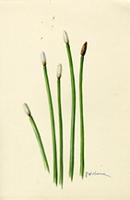 Eleocharis