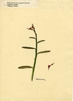 Pedilanthus tithymaloides
