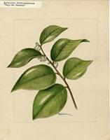 Myroxylon schwaneckeanum