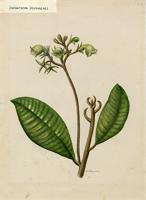 Duchartrea sintenisii
