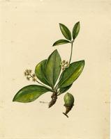 Ocotea spathulata