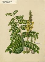 Guilandina crista