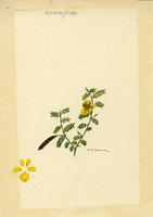 Chamaecrista exunguis