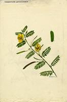 Chamaecrista portoricensis