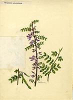 Corynella paucifolia
