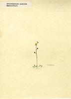 Setiscapella pusilla