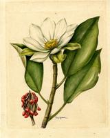 Magnolia splendens