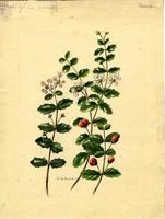 Malpighia coccigera