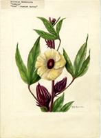 Hibiscus sabdariffa