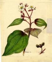 Heterotrichum cymosum