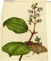Tamonea macrophylla