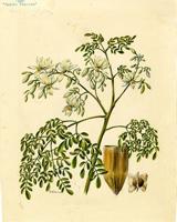 Moringa moringa