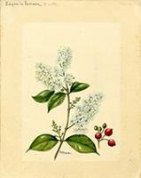 Eugenia lancea
