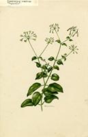 Commicarpus scandens