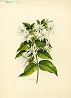 Jasminum pubescens