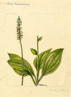 Cranichis muscosa