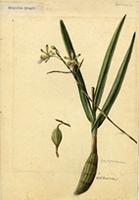 Encyclia krugii