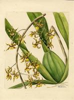 Oncidium altissimum