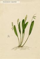 Pleurothallis longissima