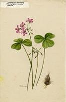 Ionoxalis martiana