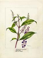 Phytolacca rivinoides