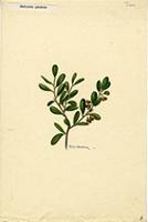 Badiera penaea
