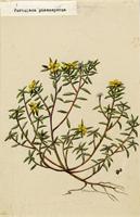 Portulaca phaeosperma