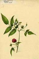 Rubus rosaefolius