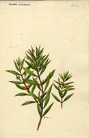 Ernodea littoralis