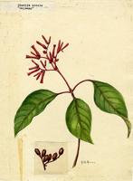 Hamelia erecta