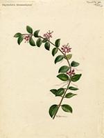 Psychotria grosourdyana