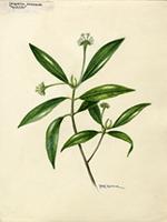 Laugeria resinosa