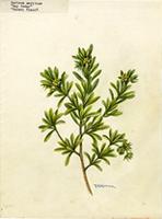 Suriana maritima