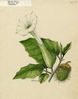 Datura metel