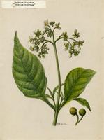 Solanum rugosum