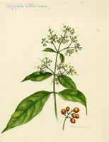 Aegiphila martinicensis